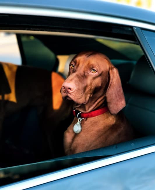 Keep Your Pets Safe & Happy on Your Next Road Trip - Thelen Chrysler Dodge Jeep Ram
